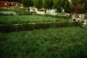 太子峪陵园在哪里（太子峪陵园对外出售吗）