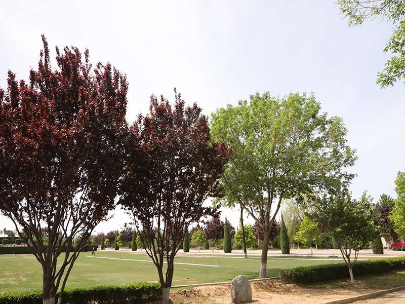 朝阳陵园电话从哪里找(公益性墓地有哪些特点)